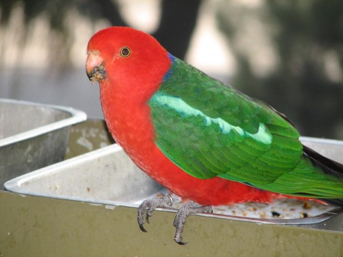 King Parrot at Adelaide Zoo
