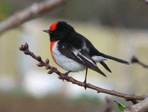 Red Capped Robin