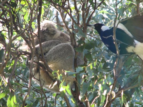 Koala and Magpie
