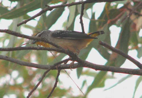 Spotted Pardalote with nesting material in beak