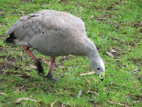 Cape Barren Goose