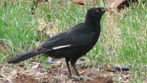 White Winged Chough carrying nesting material