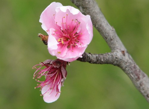 Nectarine tree blossoms