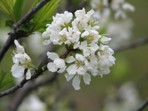 Plum tree blossoms