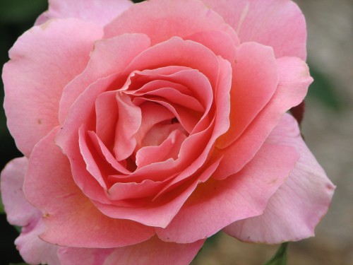 Adelaide International Rose Garden