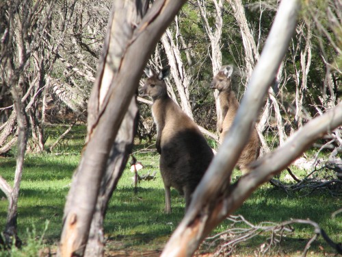 Western Grey Kangaroos, Monarto Zoo, South Australia