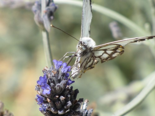 Caper white butterfly