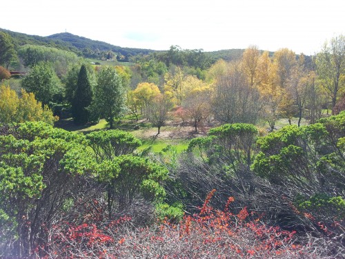 Autumn leaves at Mt Lofty Botanic Gardens