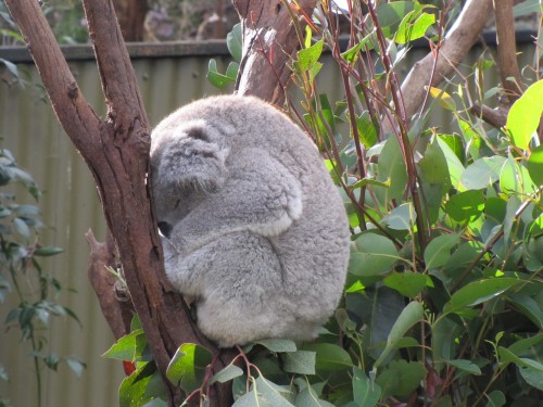 Koala asleep in the Australian Reptile Park