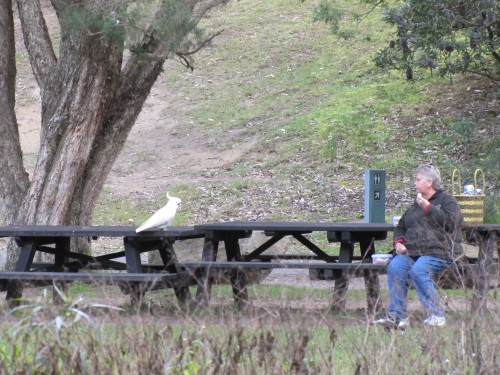 Sulphur-crested Cockatoo on our picnic table