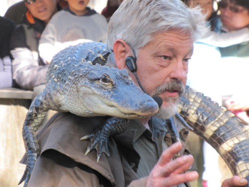Alligator and presenter, Australian Reptile Park