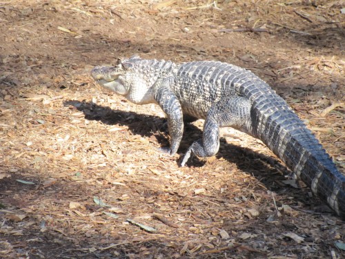 Alligator at Australian Reptile Park