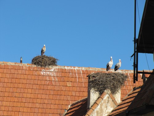 White Storks on nests in Morocco