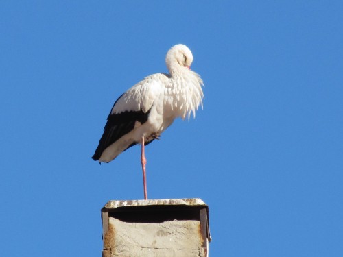 White Stork in Morocco