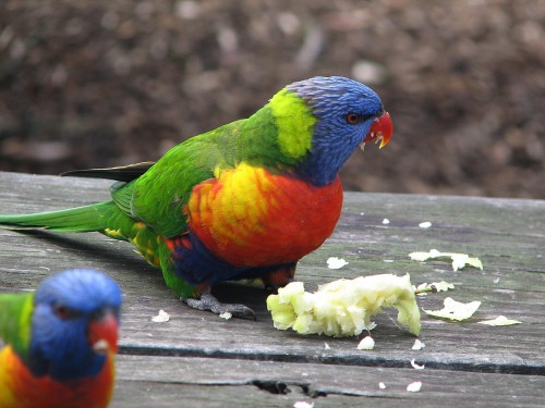 Rainbow Lorikeets, Taronga Zoo, Sydney